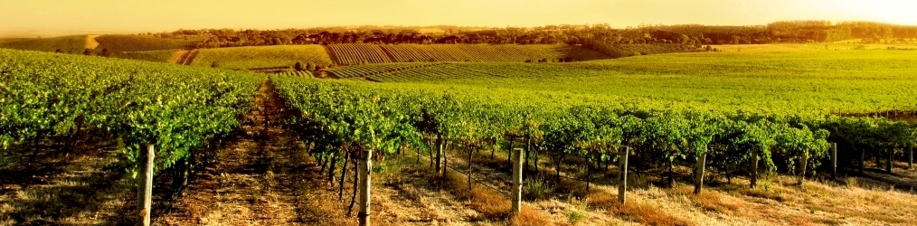 Vineyard